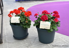 Mojo Scarlet en Mojo Cranberry Splash van Syngenta. De Mojo serie bestaat nu uit 4 kleuren, zijn medium compact en hebben een middenvroege bloei. Bovendien ‘knallen’ de kleuren tegen het donkere blad en is de serie ideaal voor kleinere potmaten en combinatiepotten.